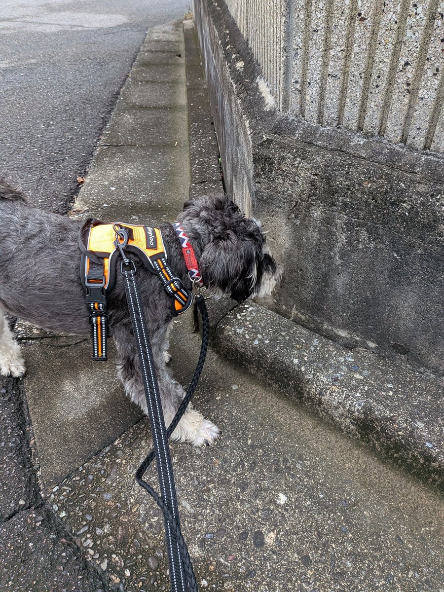 ふんふんふんふん
いろんな　においが　程よくブレンドされてますね👍️
このかどは　ほし　みっつ⭐️⭐️⭐️　✨️

コーナーソムリエのボクちゃん🐶です