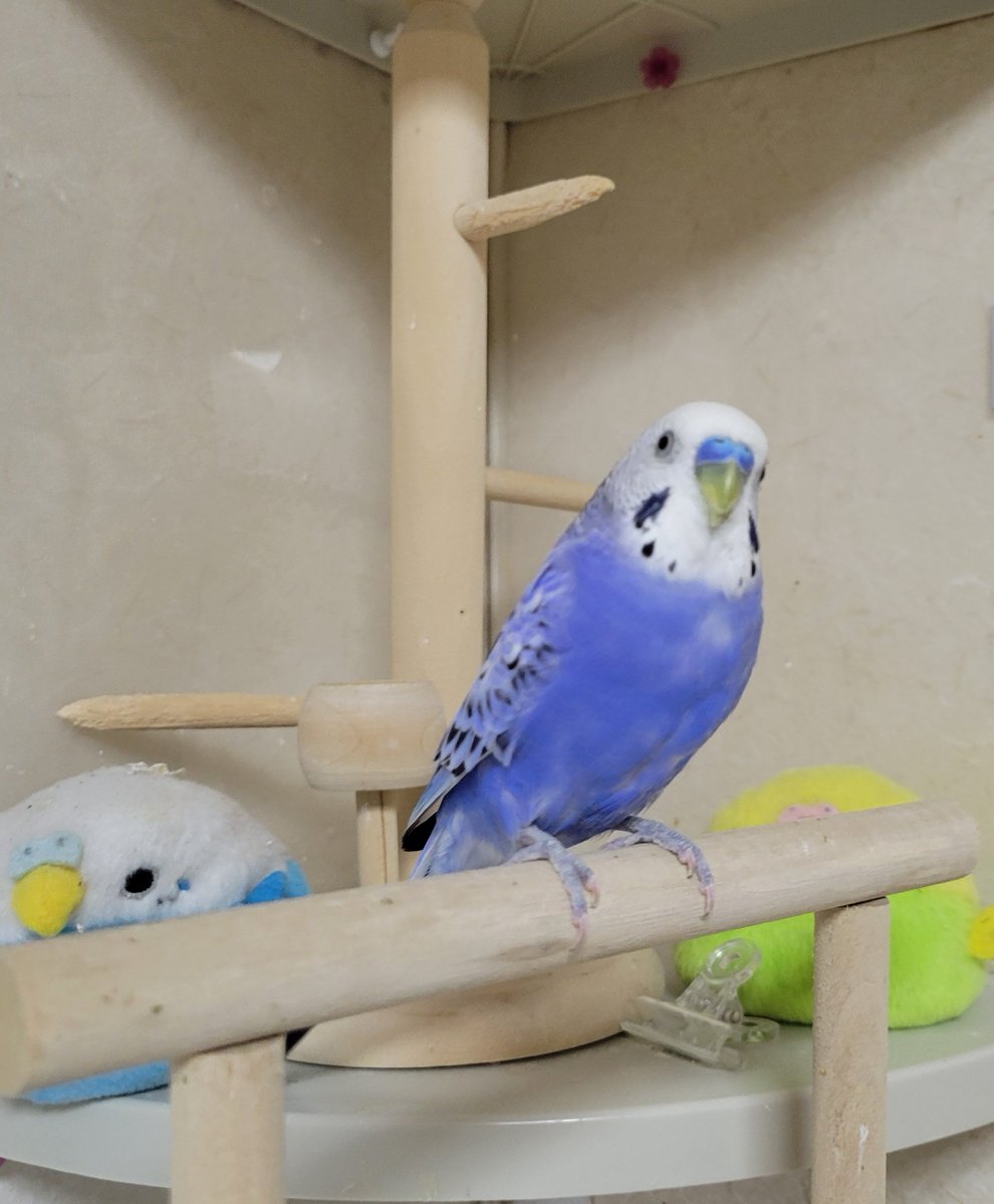 ◆ぴーたん◆ 🐣ちーたん🐣 on X