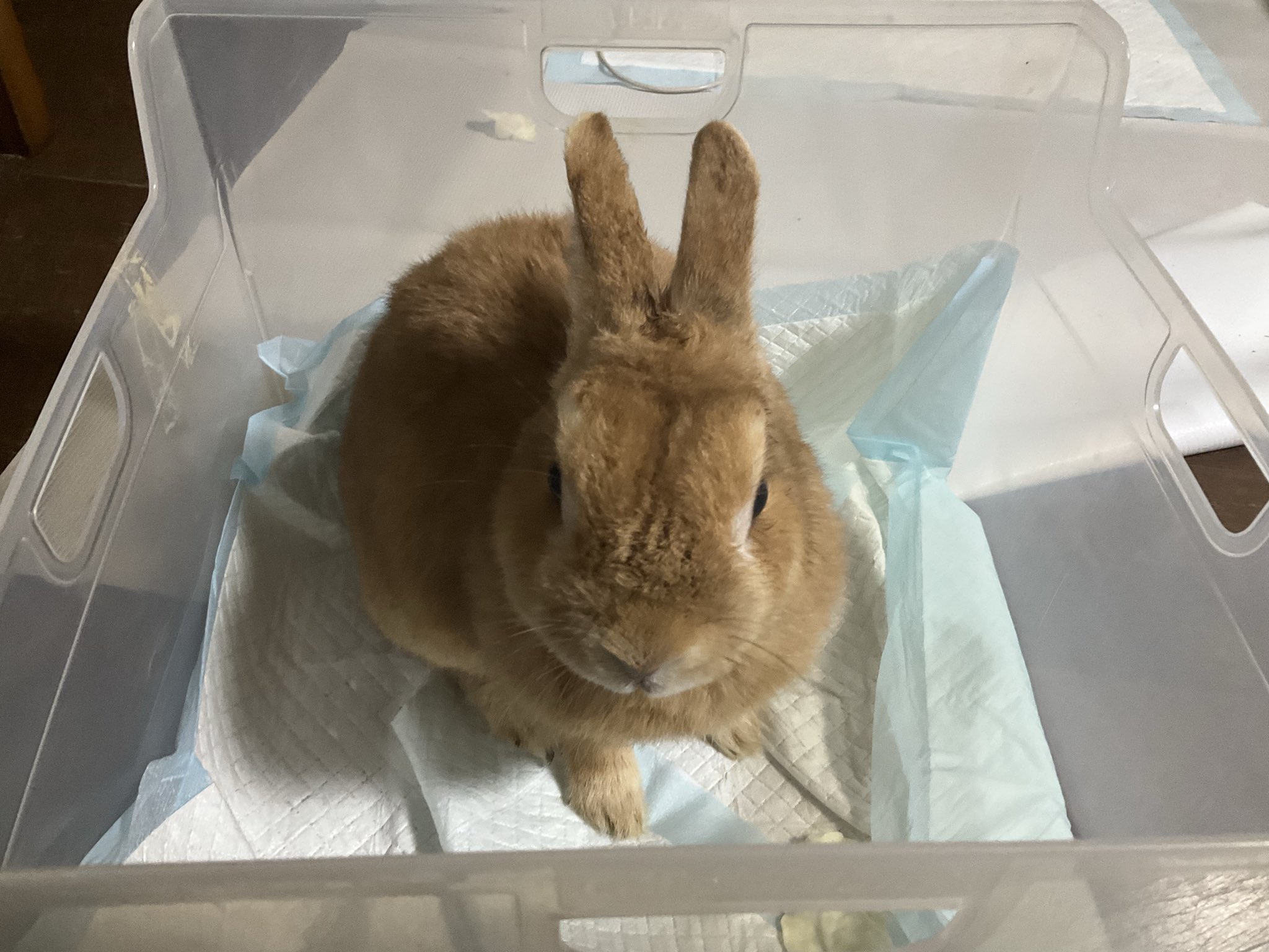 さくらっちょ on X: 