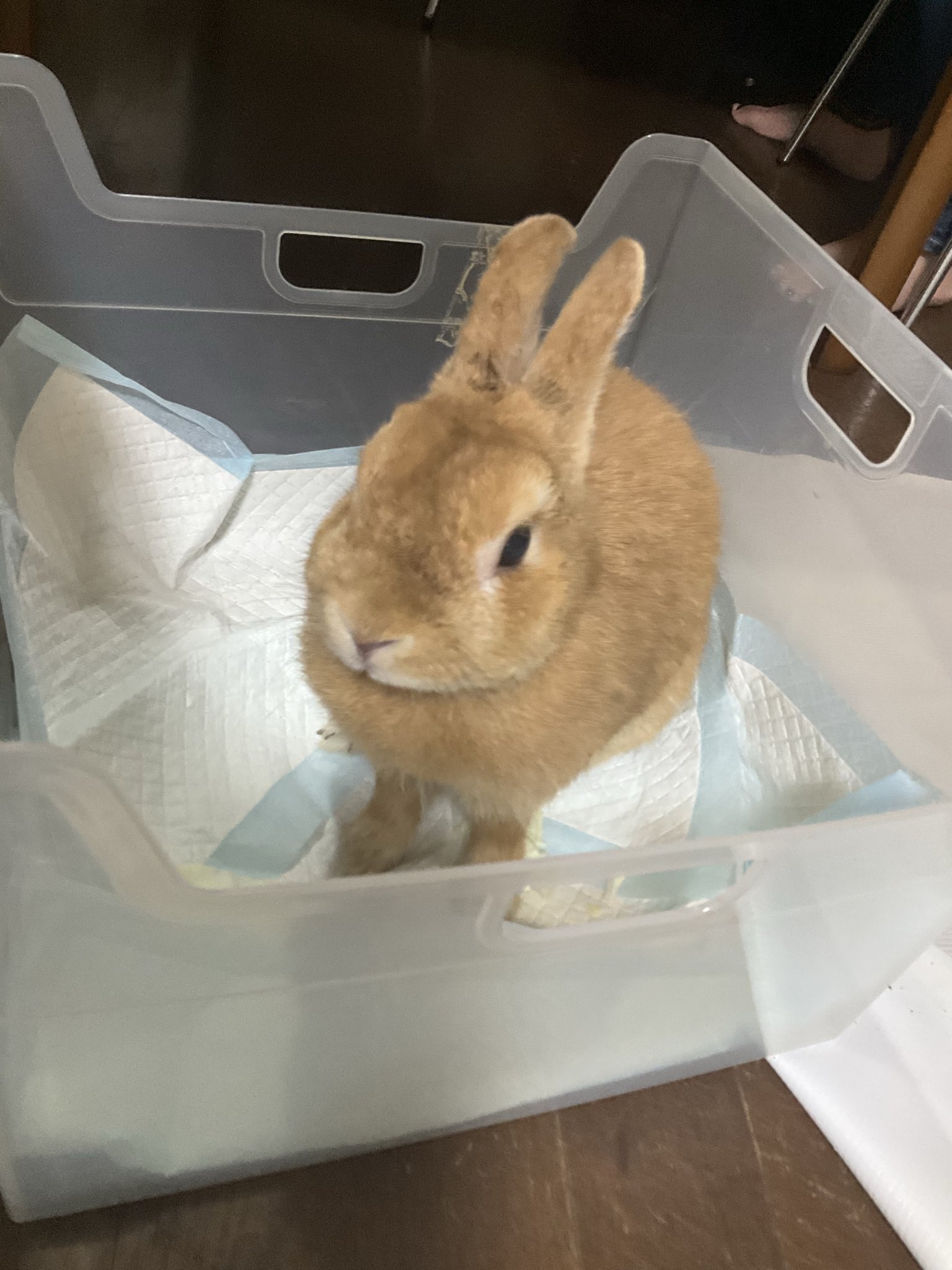 ちょびうさぎ　3点 つるし飾り】うさぎ 円 3-78 〈女の子〉[223-090] | すべての