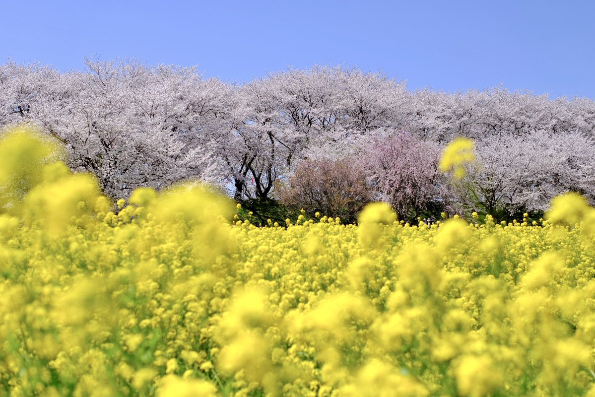 tatsuki_m_p_3 tweet picture
