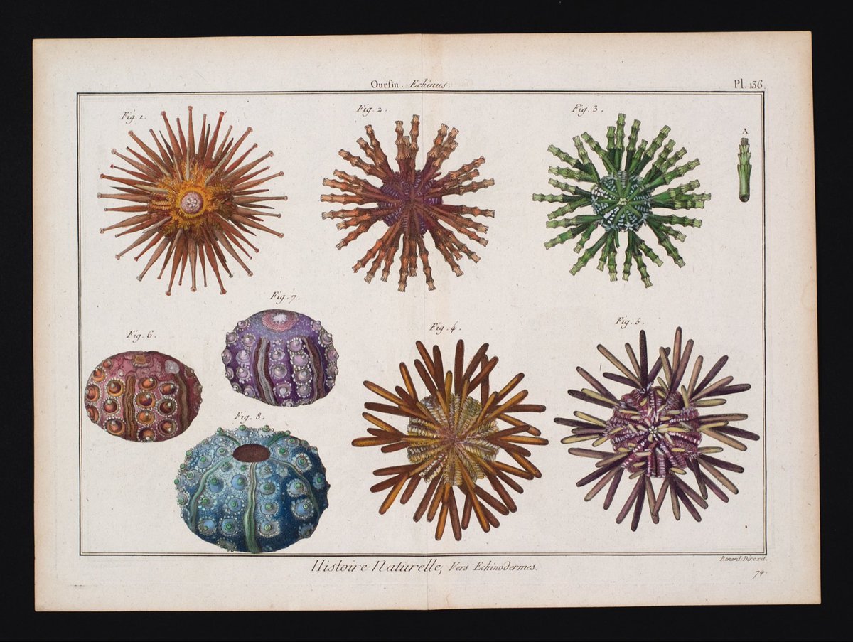 ArtHistAnimalia's tweet image. Echinus, Pl. 136 in Tableau Encyclopédique et Méthodique des Trois Règnes de la Nature, T.2 (Paris, 1797). Hand-colored plate.
#SeaUrchins #Echinoderms #Invertebrates #SciArt 
flickr.com/photos/tbcave/…