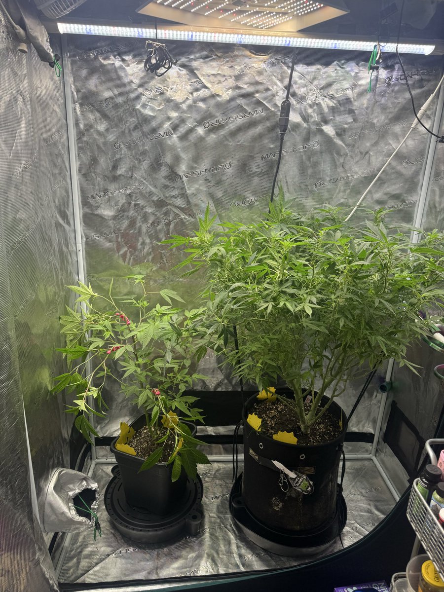 kelsseyyboo's tweet image. Moved some girls around, sent some for a ride, flipped two tents to flower. Happy growing! #kboo 
@GreenRushNutes @Real_AtlasSeed @InhouseGenetics #growyourown