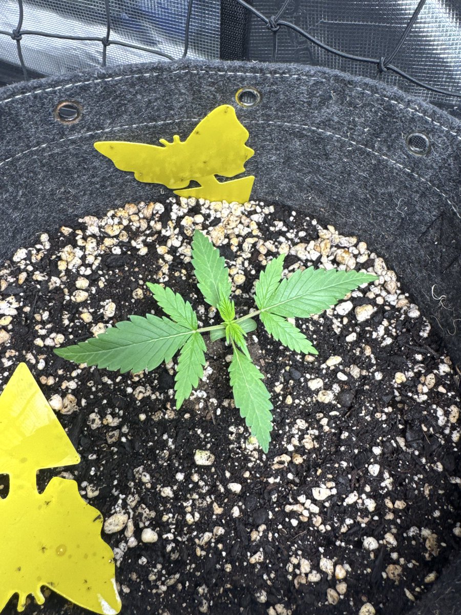 kelsseyyboo's tweet image. Moved some girls around, sent some for a ride, flipped two tents to flower. Happy growing! #kboo 
@GreenRushNutes @Real_AtlasSeed @InhouseGenetics #growyourown