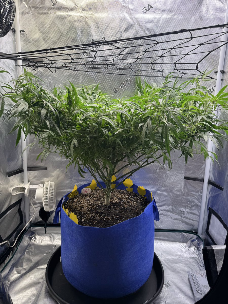 kelsseyyboo's tweet image. Moved some girls around, sent some for a ride, flipped two tents to flower. Happy growing! #kboo 
@GreenRushNutes @Real_AtlasSeed @InhouseGenetics #growyourown