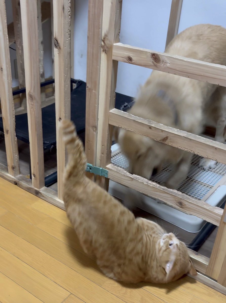 ゴールデンレトリバーの牙攻撃を見切る猫さん

youtube.com/shorts/L34jWpK…

#ゴールデンレトリバー #保護猫