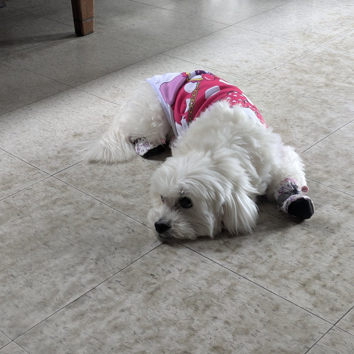 Today, I went with my hooman to da dentist. I was only allowed in the waiting room with hooman's sister and I felt so sad that I couldn't protecc my hooman from the buzzy room!