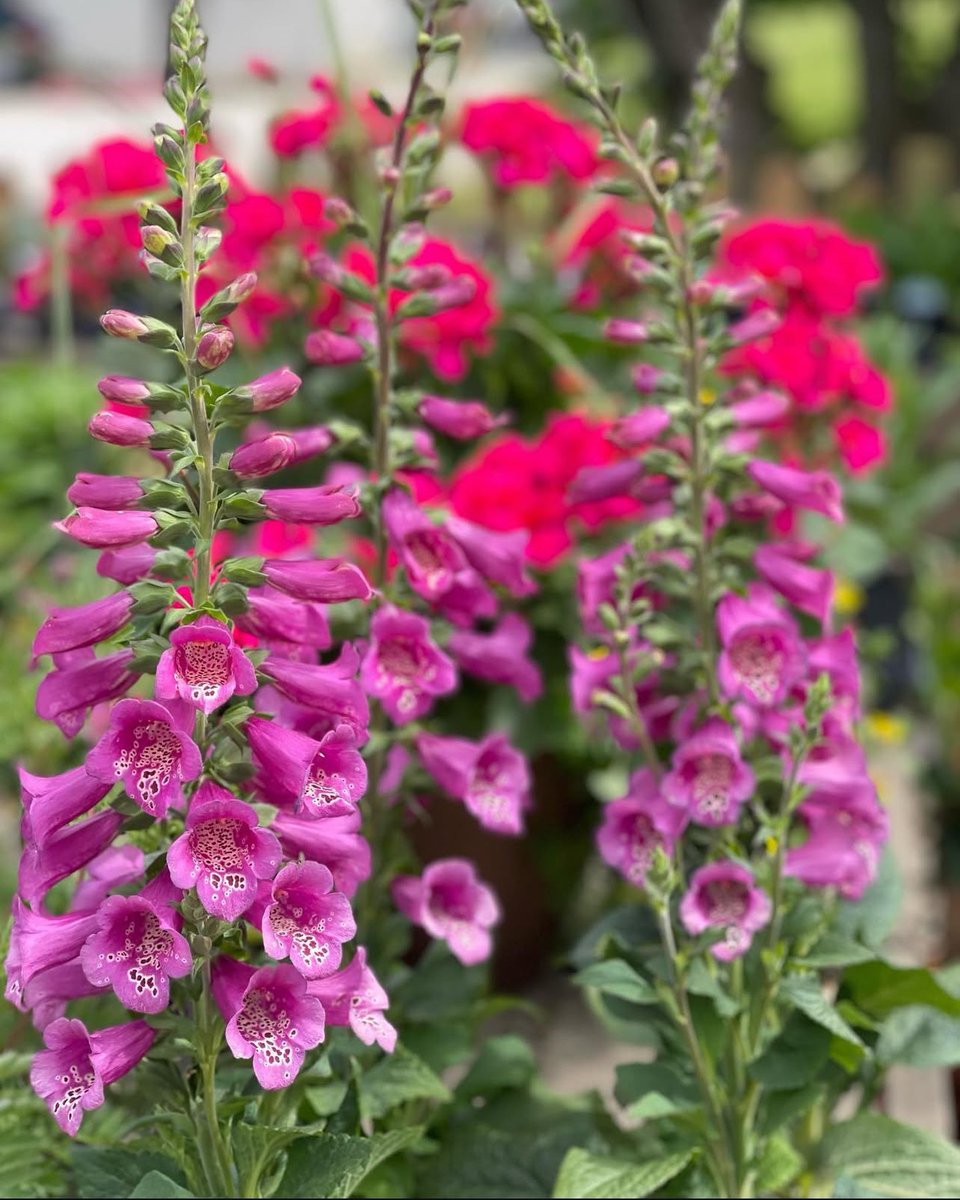 finelinessa's tweet image. 🌸SALE PROMOTION🌸

Foxglove, Foxglove Camelot - R34.50 per 1.25L bag

📞 010 213 4275 / 063 335 5126
🌐 shop.finelineslandscaping.co.za

#finelineslandscaping #foxglove #camelot #dottedflowers #plantlovers #growplants #flowergarden @followers