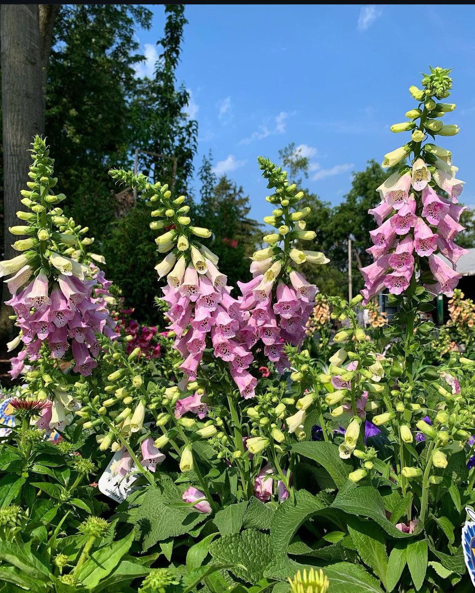 finelinessa's tweet image. 🌸SALE PROMOTION🌸

Foxglove, Foxglove Camelot - R34.50 per 1.25L bag

📞 010 213 4275 / 063 335 5126
🌐 shop.finelineslandscaping.co.za

#finelineslandscaping #foxglove #camelot #dottedflowers #plantlovers #growplants #flowergarden @followers