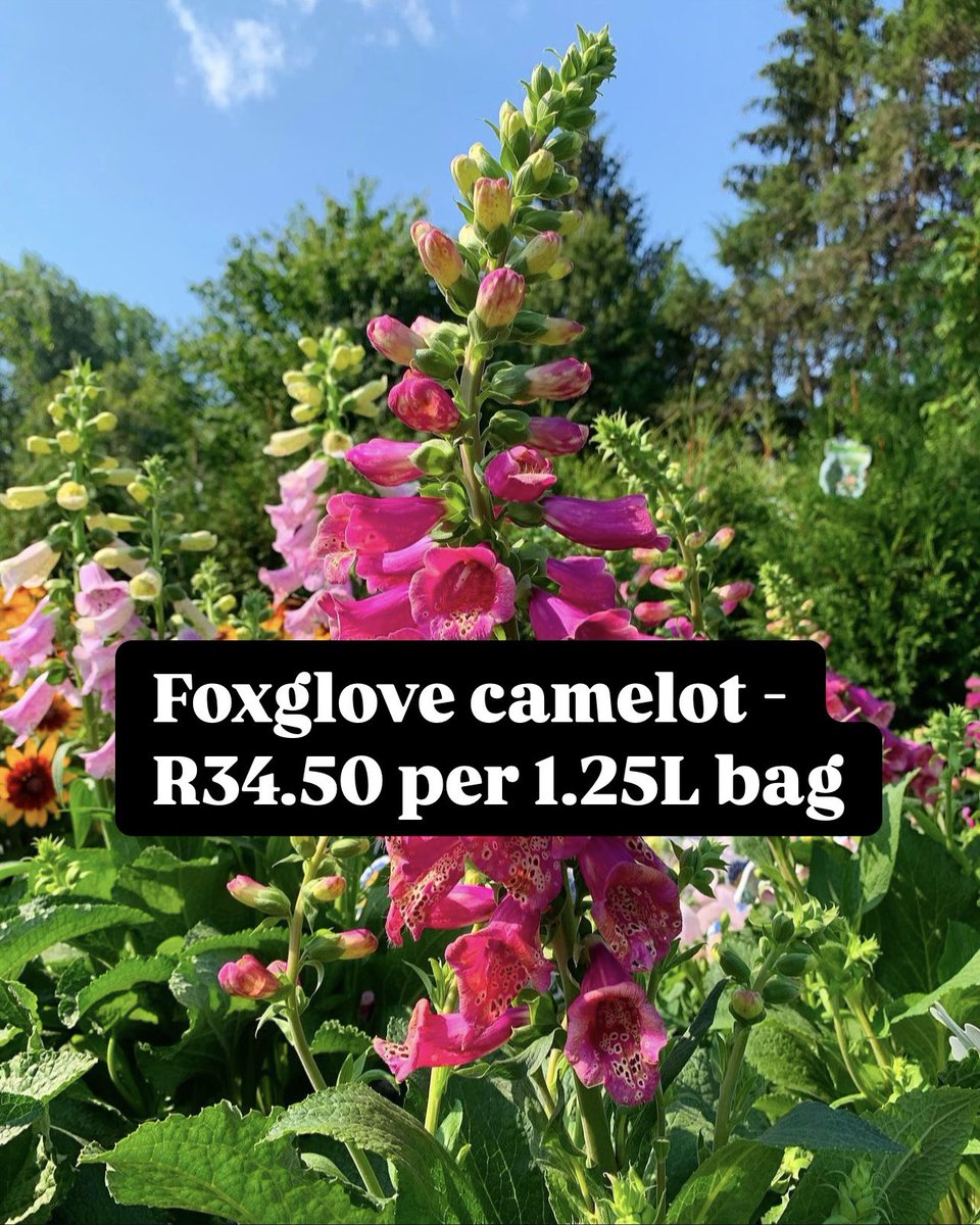 finelinessa's tweet image. 🌸SALE PROMOTION🌸

Foxglove, Foxglove Camelot - R34.50 per 1.25L bag

📞 010 213 4275 / 063 335 5126
🌐 shop.finelineslandscaping.co.za

#finelineslandscaping #foxglove #camelot #dottedflowers #plantlovers #growplants #flowergarden @followers