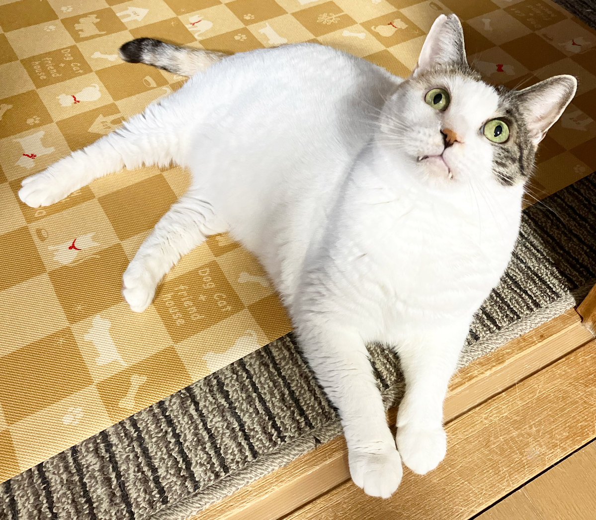 NANA猫ページ JiJi NaNa cats (@ygk0701) / Posts / X