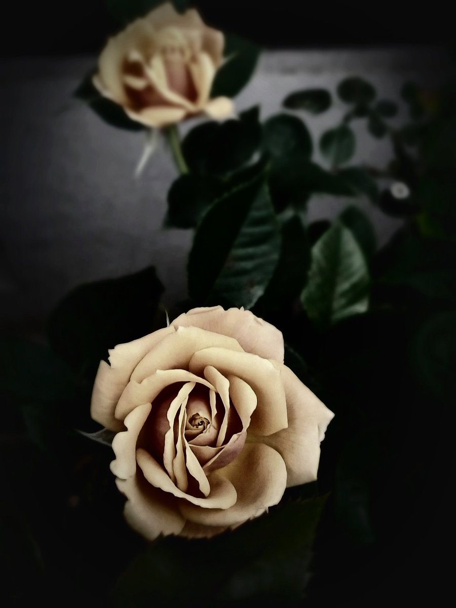 yu0909111's tweet photo. #薔薇
 #TLを花でいっぱいにしよう https://t.co/VIGOHpha52