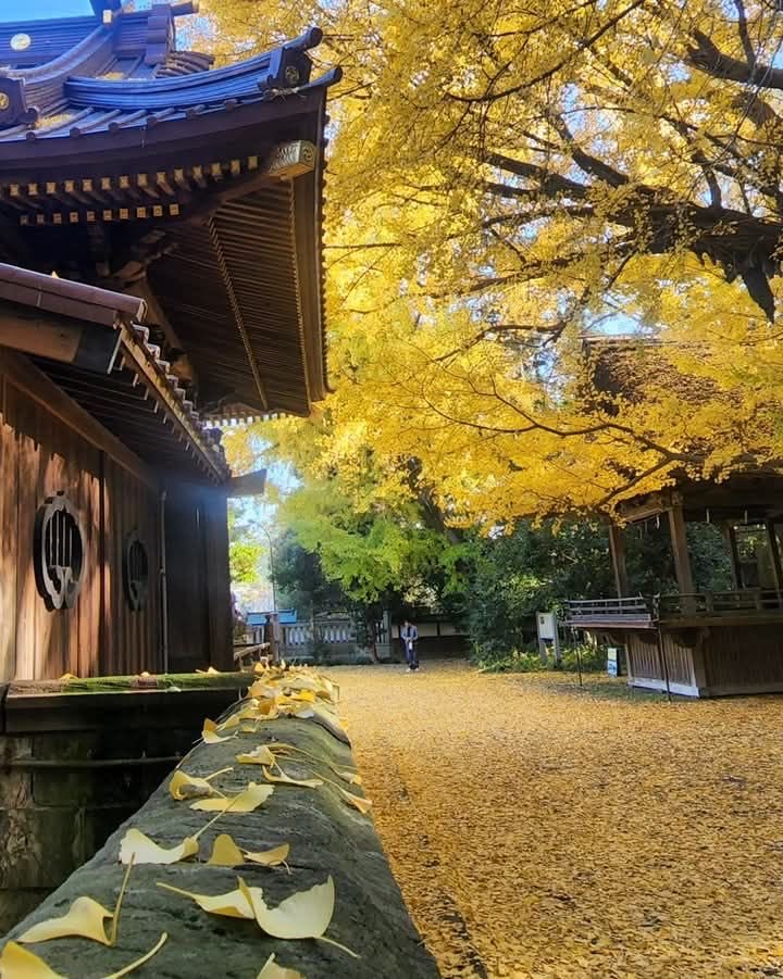 لقطات من محافظة سايتاما 
#اليابان