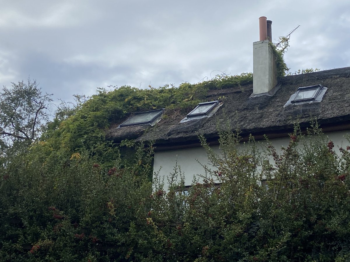 masterthatcher2's tweet image. On my travels today saw this roof ! Think of the easily avoidable damage being done to the thatch! #Thatching.