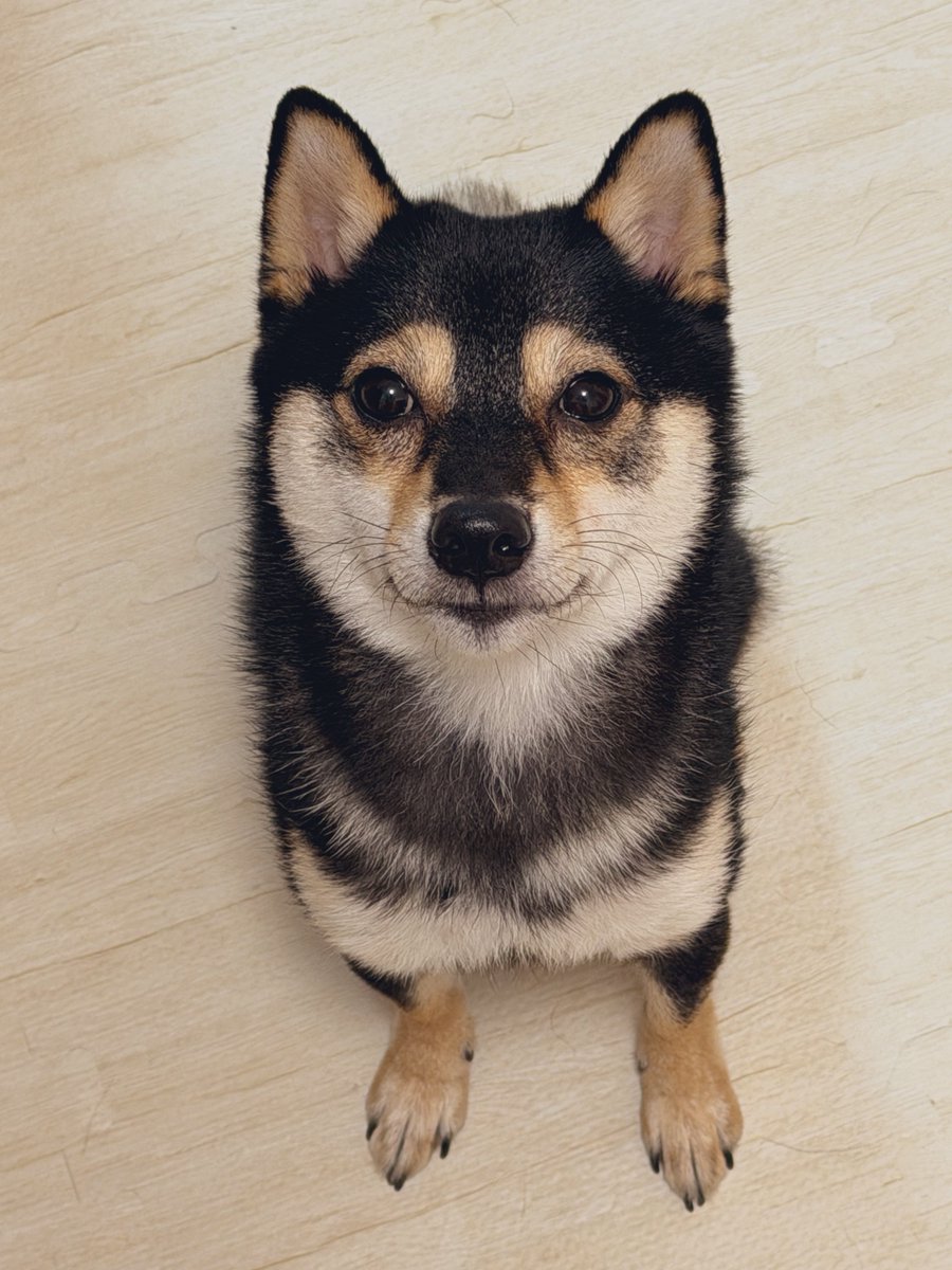 黒豆柴】煮豆 (@nimame_0130) / Posts / X