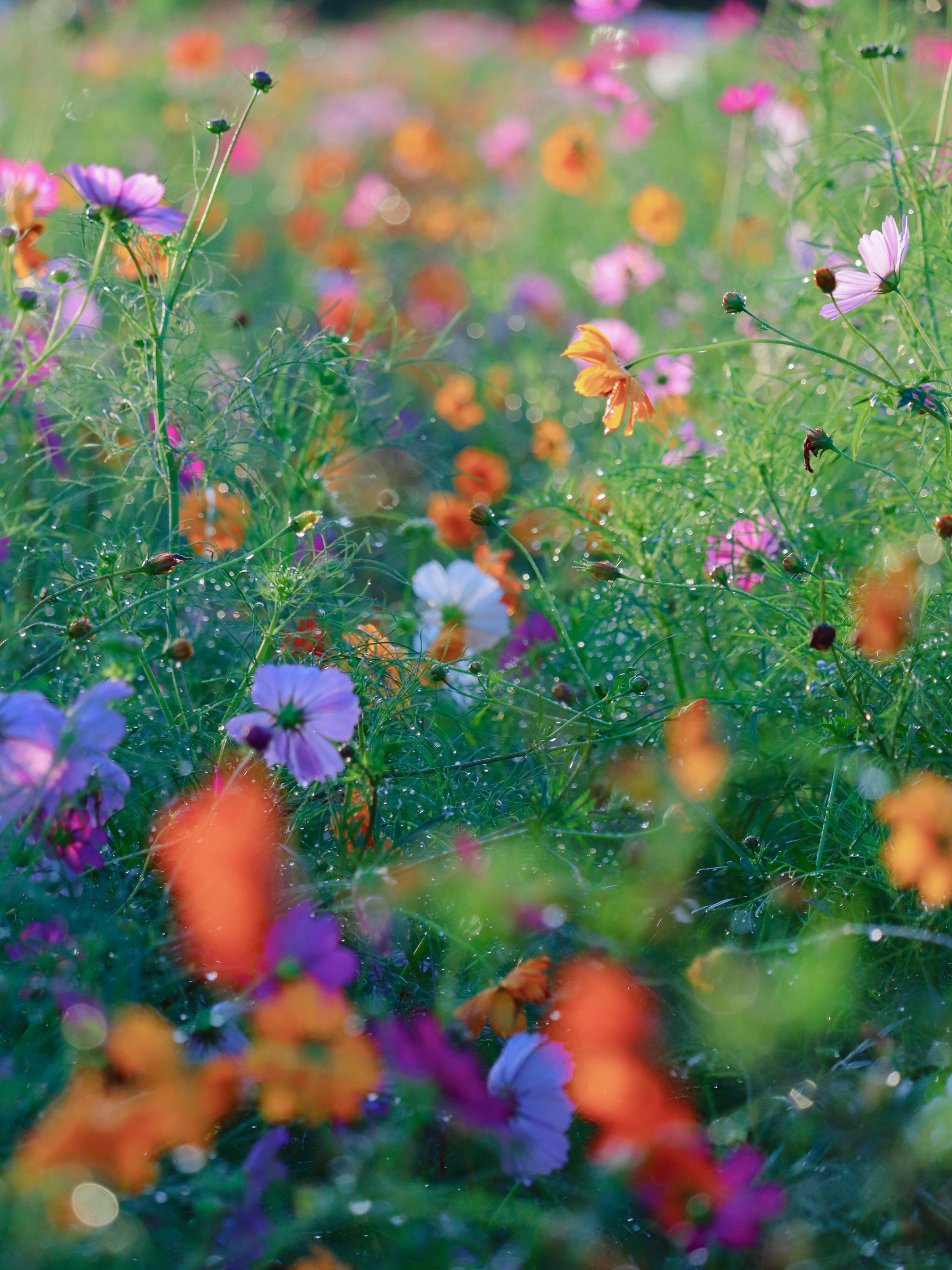 めぐさんページ 🐣めぐ🐣 ‎【( ˘ω˘ ) ｽﾔｧ…】 (@meguuuu0210) / X