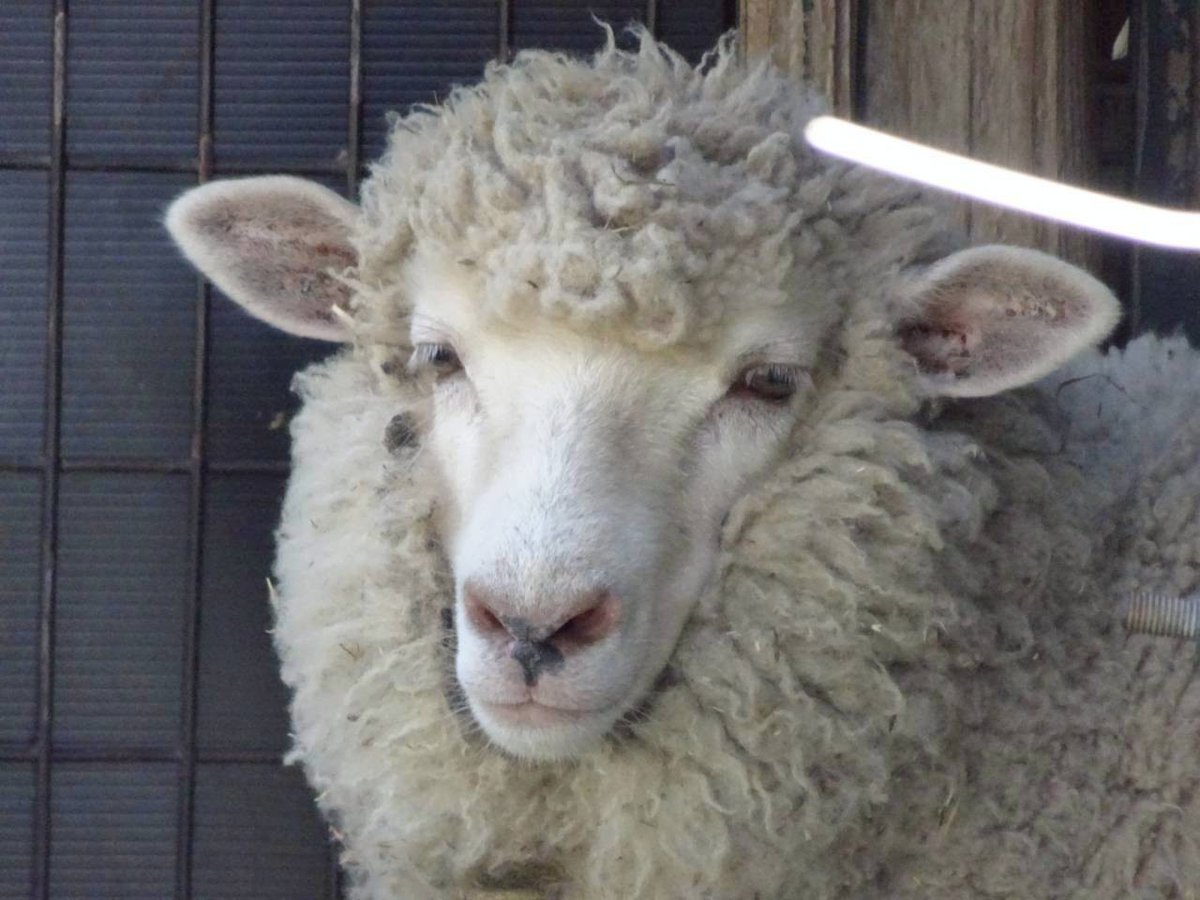 たいようくんとつきちゃん🐑🐑
＃イングランドの丘
＃ひつじ
#たいよう
#つき