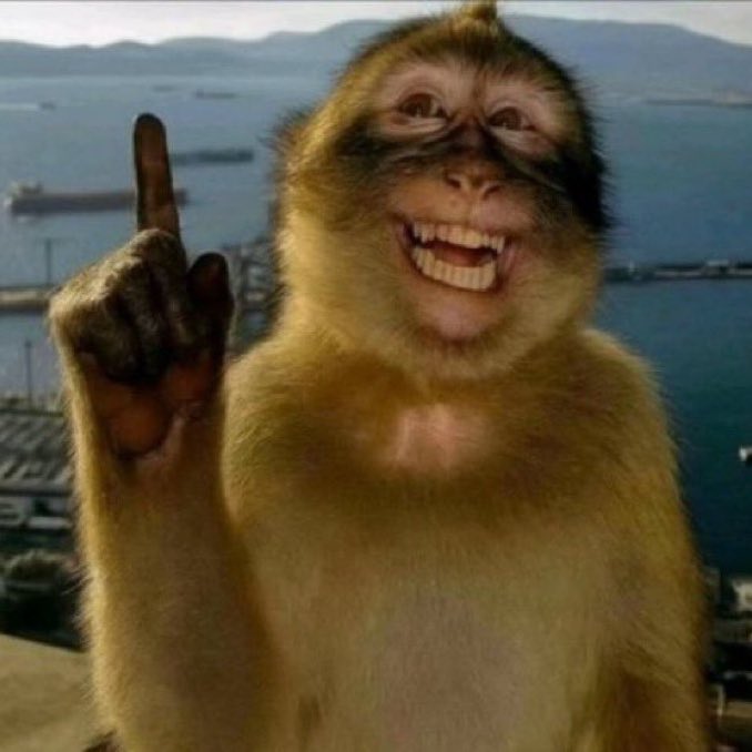 pretofinno's tweet photo. Eu tô viciado nesse macaco https://t.co/LsNpmwevMh