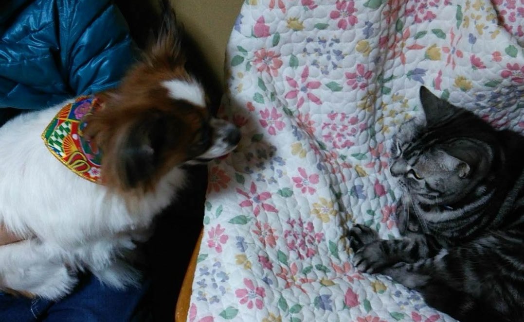 🐶🐱ご対面の瞬間
イッヌはネッコを理解出来てません𐤔𐤔𐤔

🌙今日も一日お疲れ様でした⭐️
🛌おやすみなさいぬん🐾