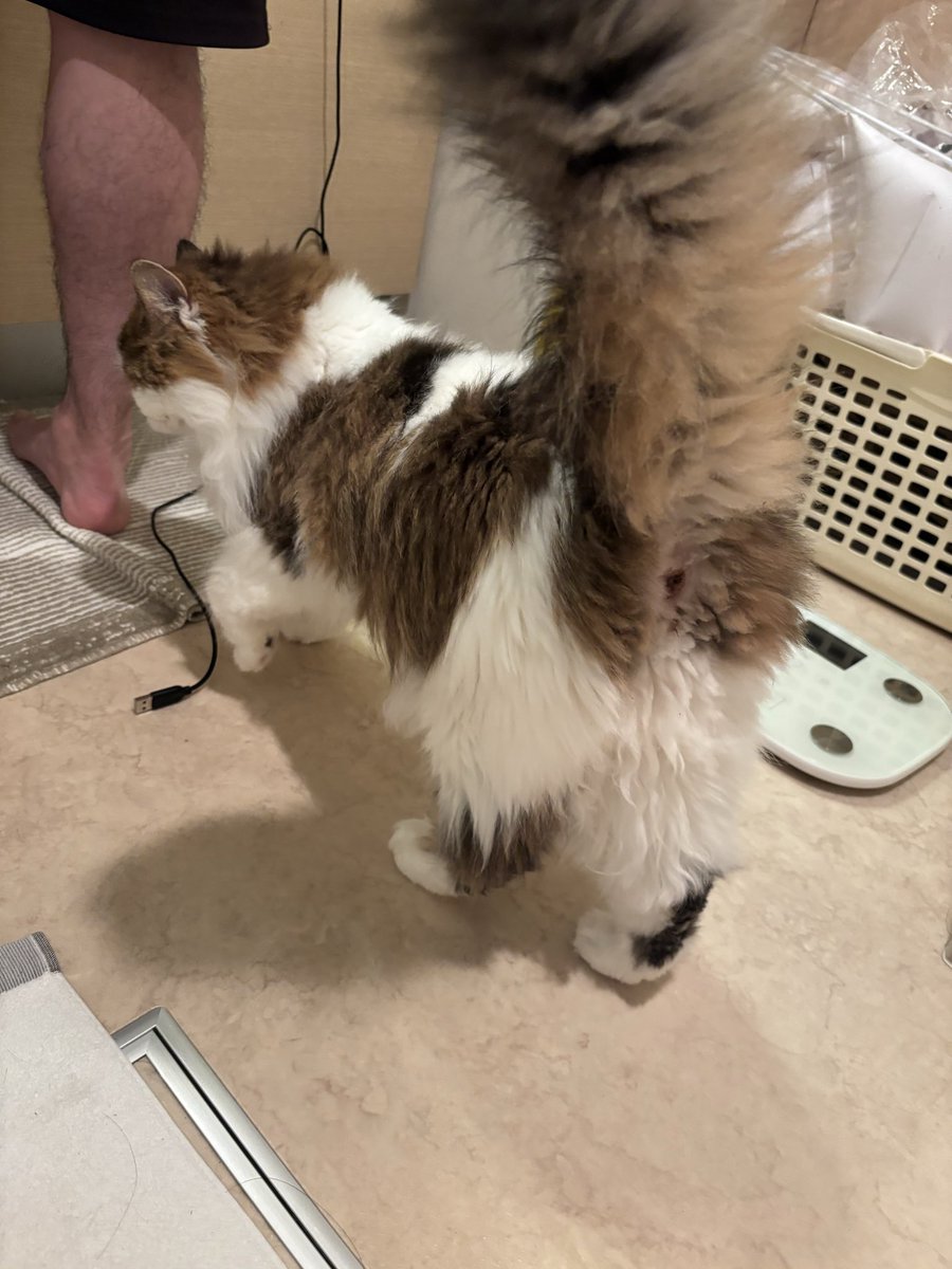 kurumihan0407's tweet image. 給水器洗ってる時いつもこれ🐱

#ねこ #猫のいる暮らし𓏲𓎨 #猫好きさんと繫がりたい𓏲𓎨 #ミヌエット