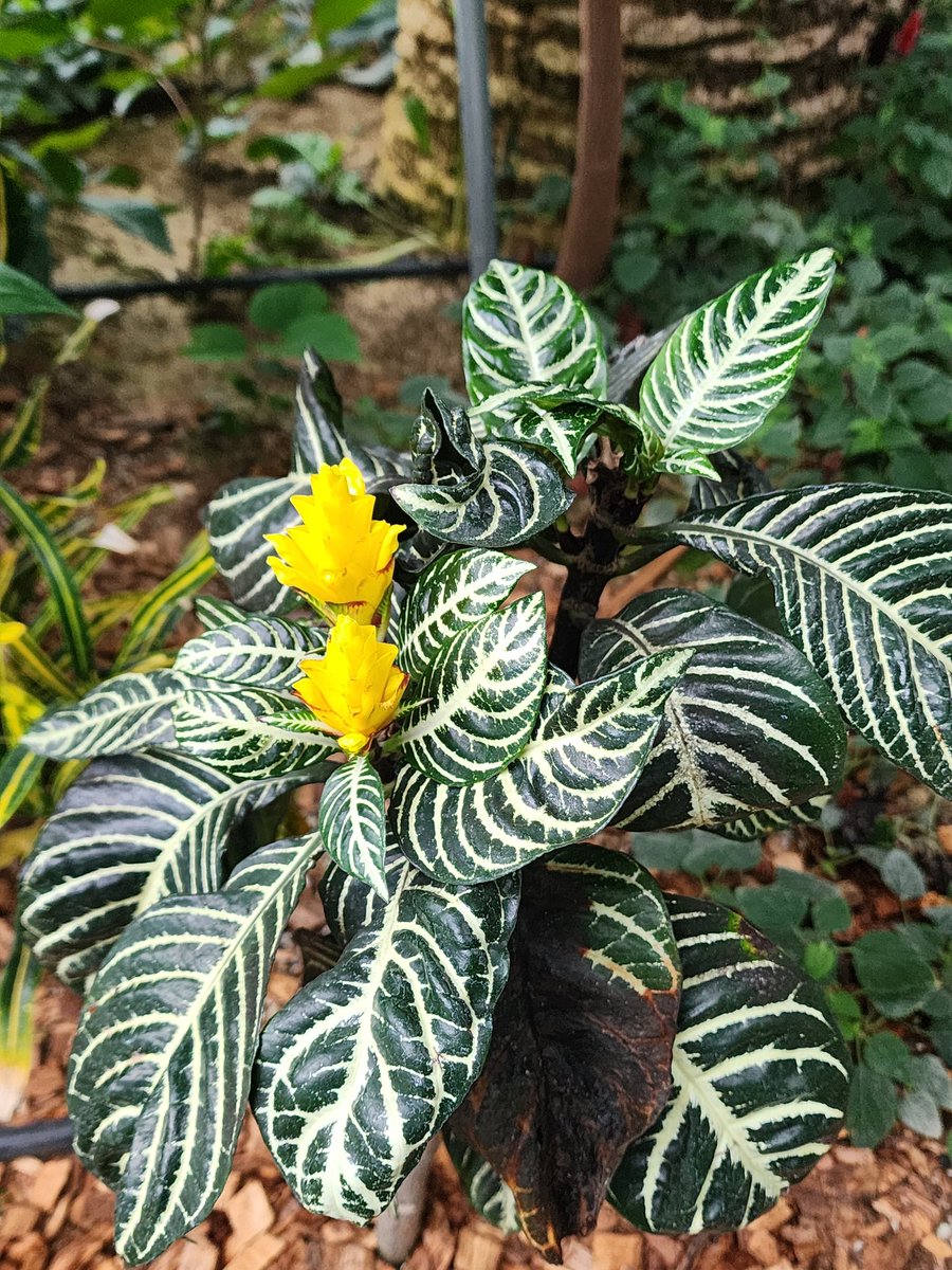 5488aaa's tweet image. 오늘의  이쁨