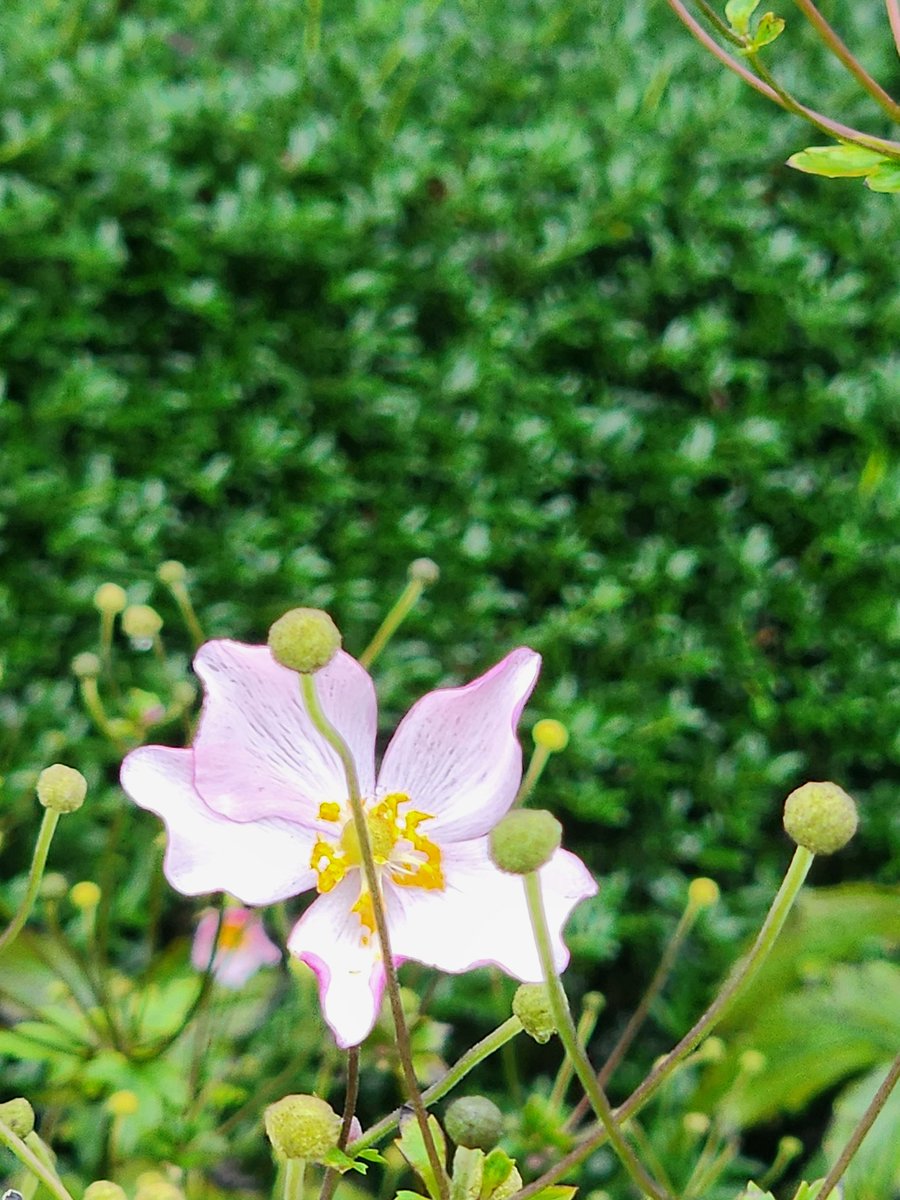 5488aaa's tweet image. 오늘의  이쁨