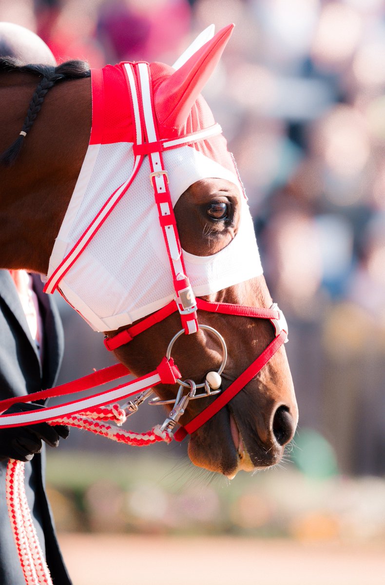 stay_h_p's tweet image. #京都競馬
#チャレンジカップ
#ラヴェル