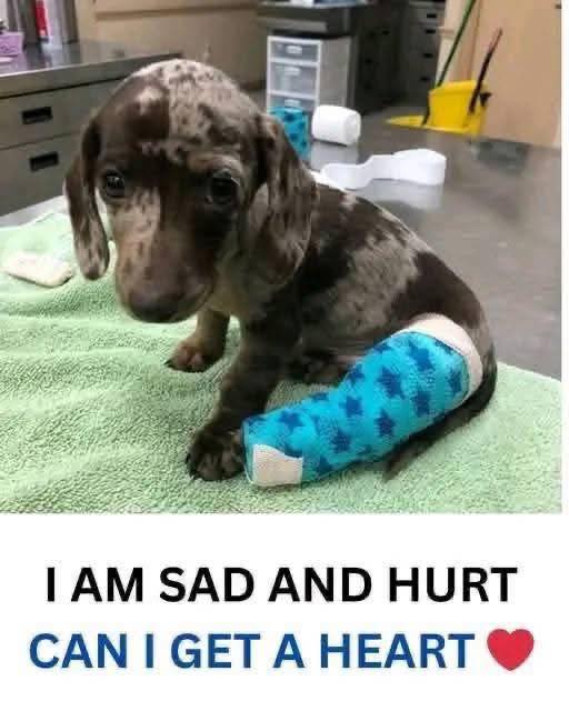 TweeetsOfDogs's tweet photo. 🥹 https://t.co/H6hlwpPMuI