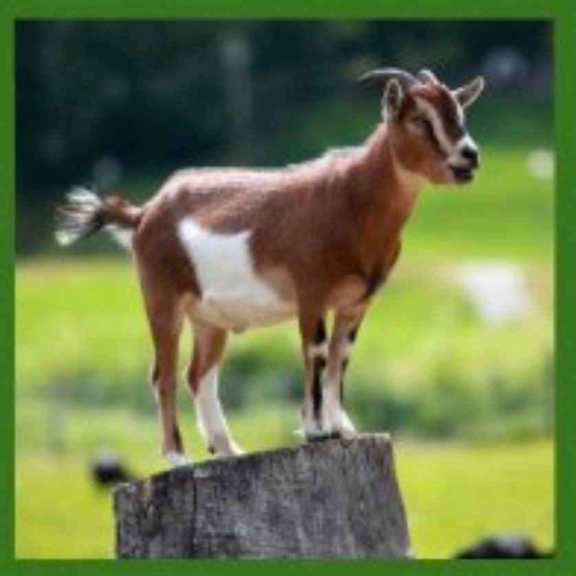 ERIS_MANIA_YT's tweet image. 🚨NEW🚨

YouTuber “ERIS_MANIA” has pulled out of the “my new Roblox game” Collab due to personal Reason. Eris is started as saying “I just don’t really like the community’s reputation”

#RobloxNews #MyNewRobloxGame