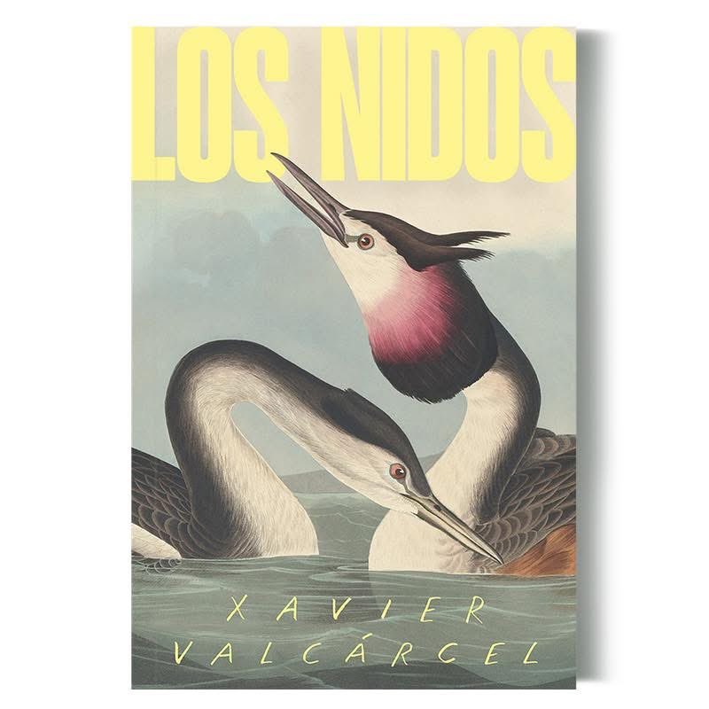 Xavier Valcárcel tweet media