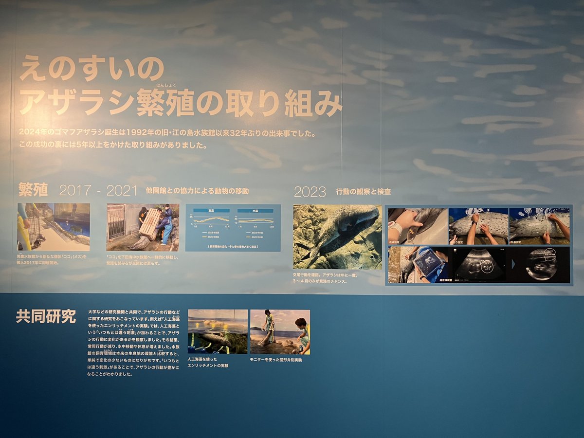 hirootsubo's tweet image. えのすい、「アザラシ繁殖の取り組み」のパネル展示が復活してて嬉しかった。胎内の、生まれる前なのに既にココアの顔した写真がかわいい🦭

#ゴマフアザラシ
#新江ノ島水族館