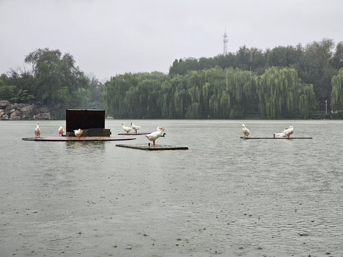 xiaoyihuFo's tweet image. Take a walk in the park near home in the rain.😉
#delicious
#travel
#邢台市