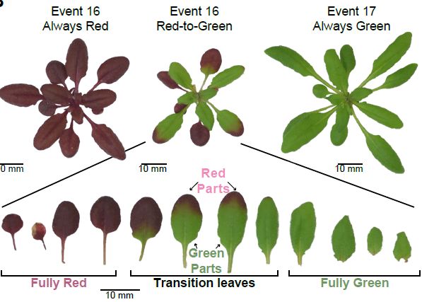 Identification of a cleaved aberrant RNA associated with the initiation of transgene silencing (Marianne C Kramer, Thivanka Sandaruwan Ratnayake, Seth A Edwards, Harper L Lowrey, et al) doi.org/10.1093/plcell… <a href="/mariannekrame45/">Marianne Kramer</a> <a href="/ASPB/">ASPB</a> #PlantSci