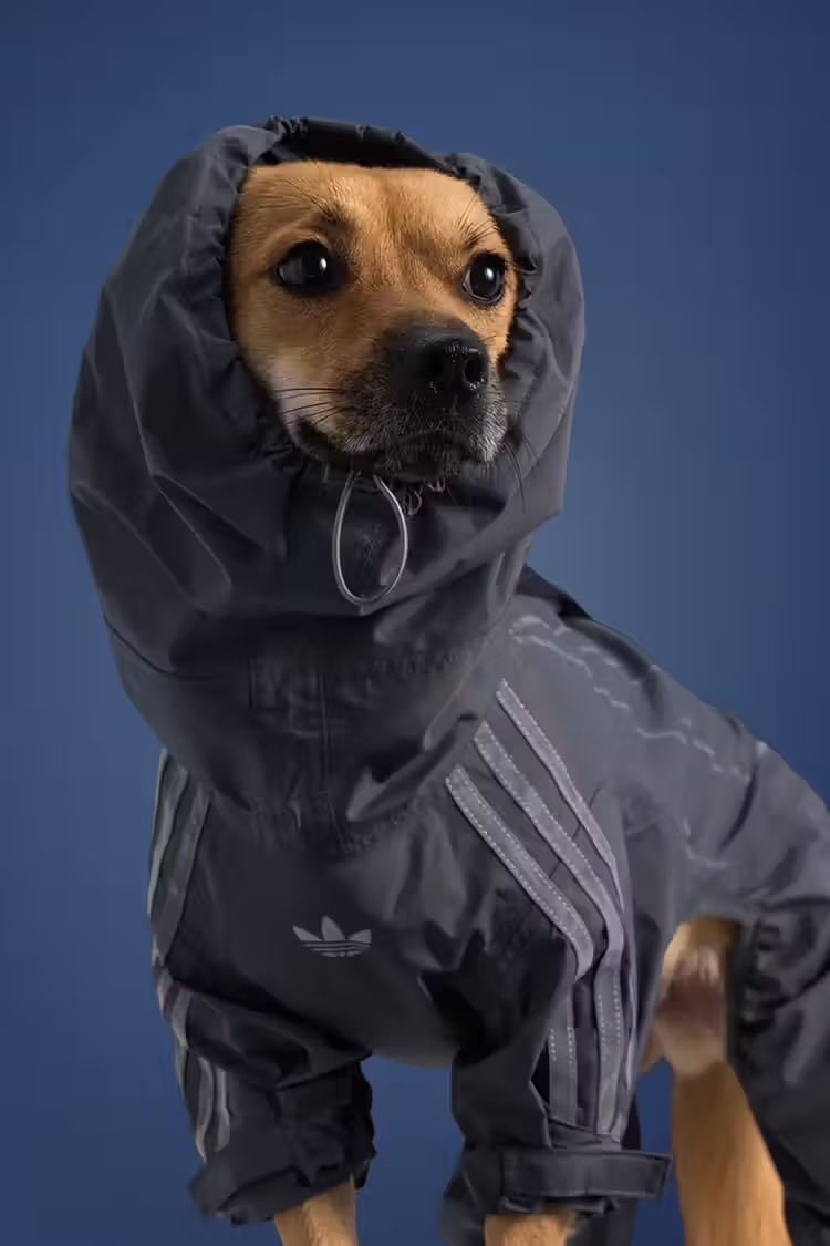 FitThemAll's tweet photo. Adidas présente une nouvelle collection spécialement pour les animaux 🐱 🐶 https://t.co/go3dFpSTMo