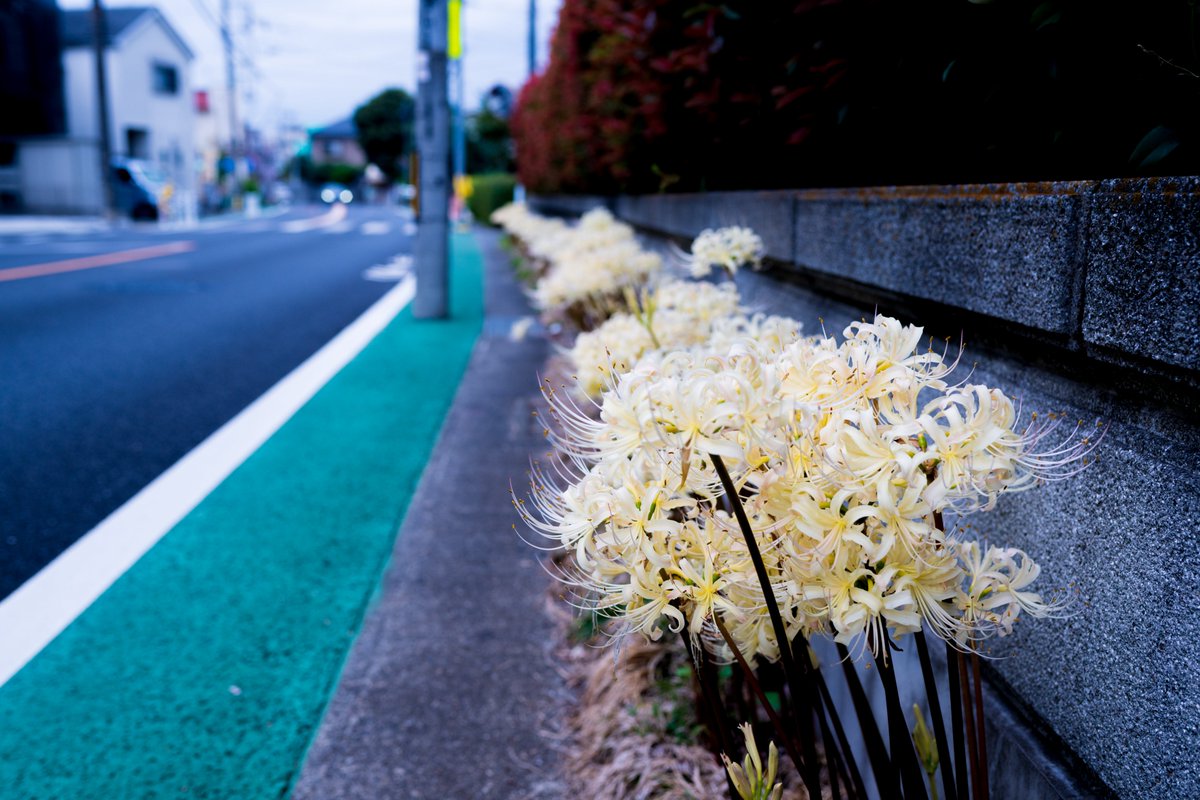 atsujiro3865's tweet image. #white