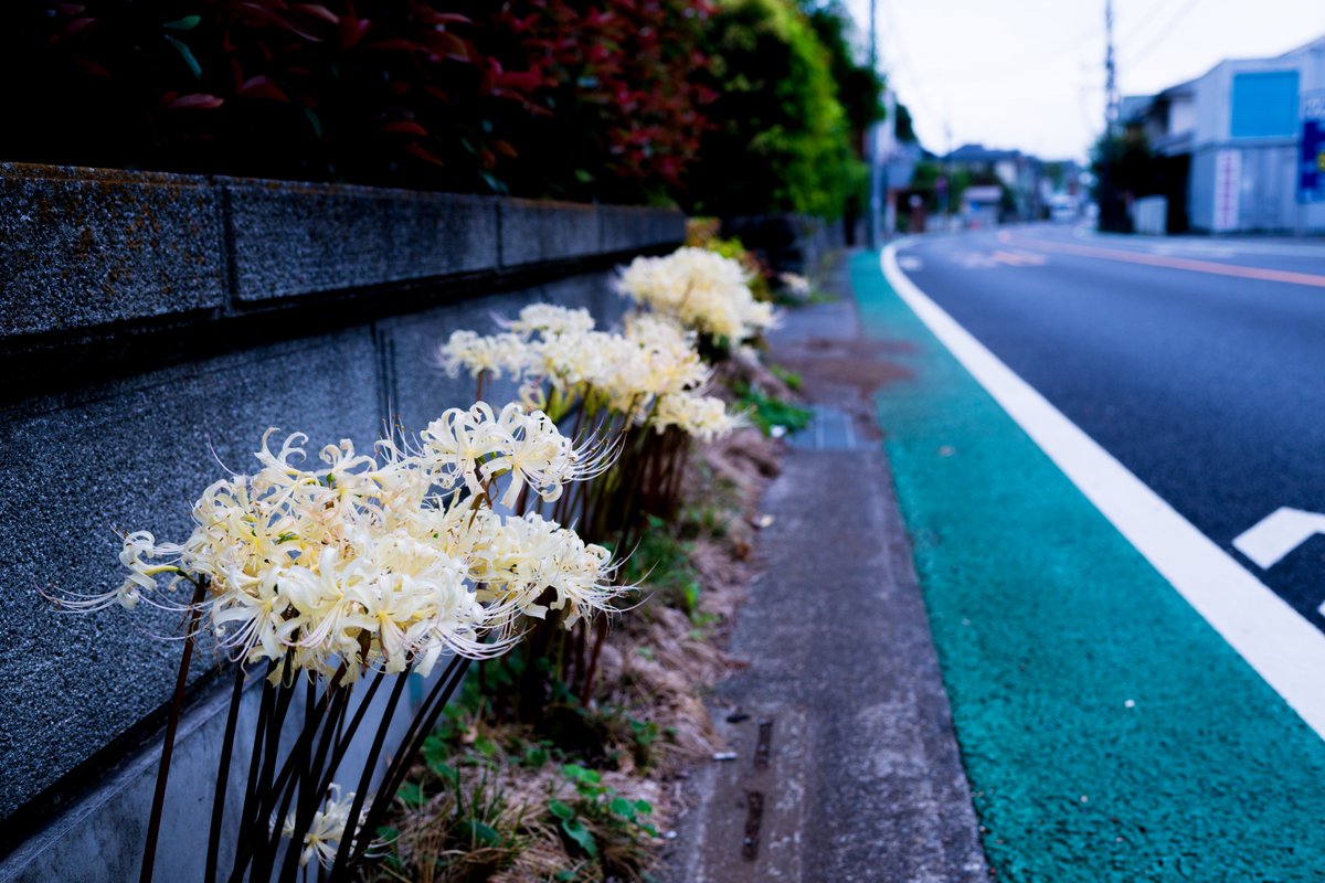 atsujiro3865's tweet image. #white
