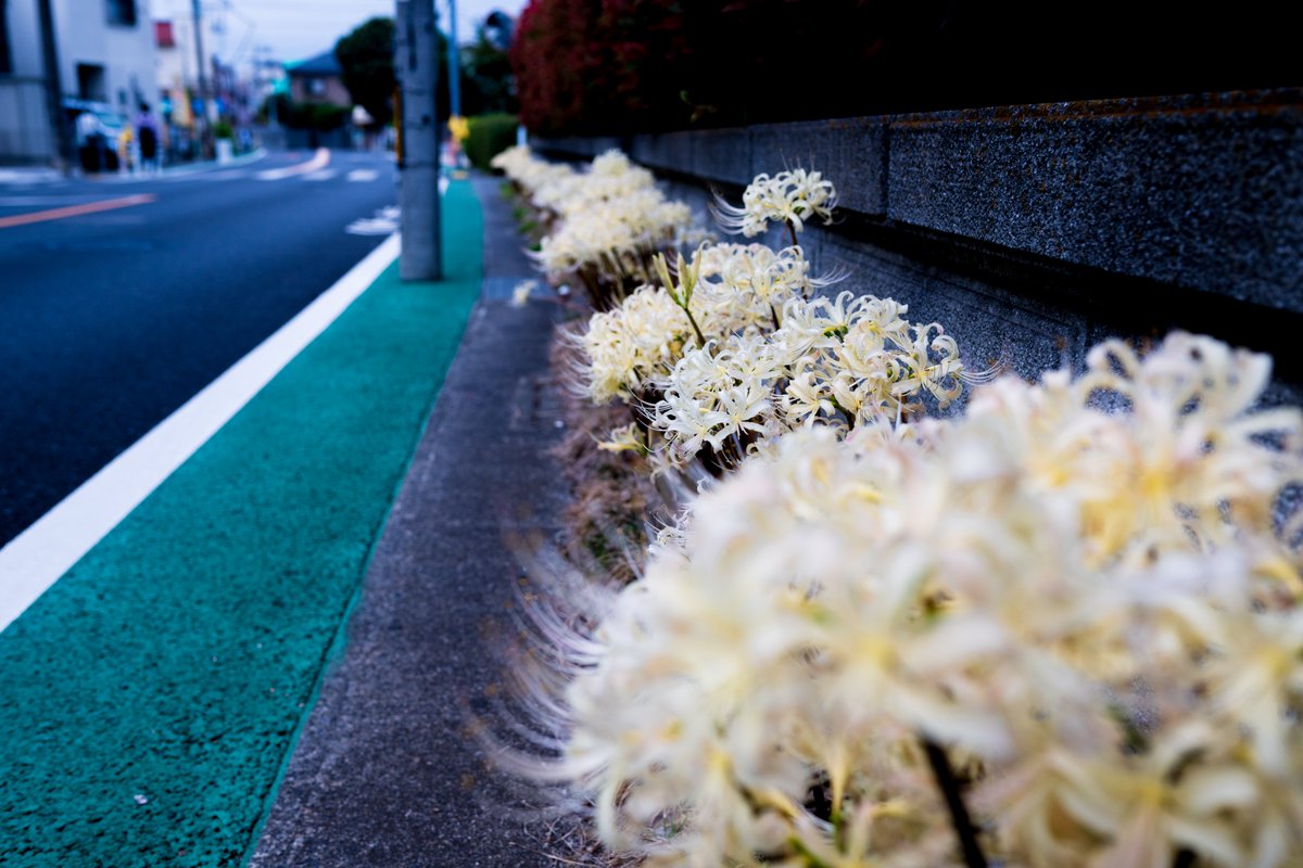 atsujiro3865's tweet image. #white