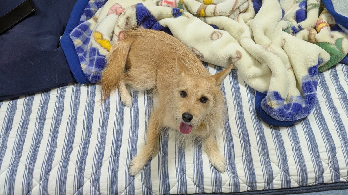 愛犬はボクちゃん ハクちゃん、先日病院に行って来ました！😅 前回のトリミングの