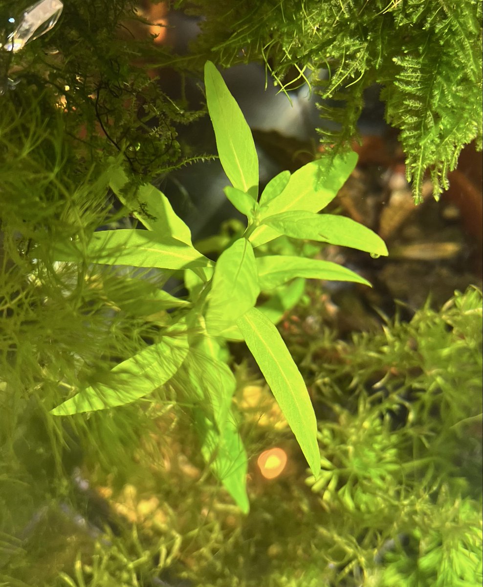 チョウジタデ（仮）
水田では野生みがあって堅牢そうな植物でしたが、沈めてみるとスッキリとして柔らかみがあって随分と印象が変わりました。
改良品種の盛んなルドヴィジアですが、こんなまんまのルドもいいなぁと思えます☺️