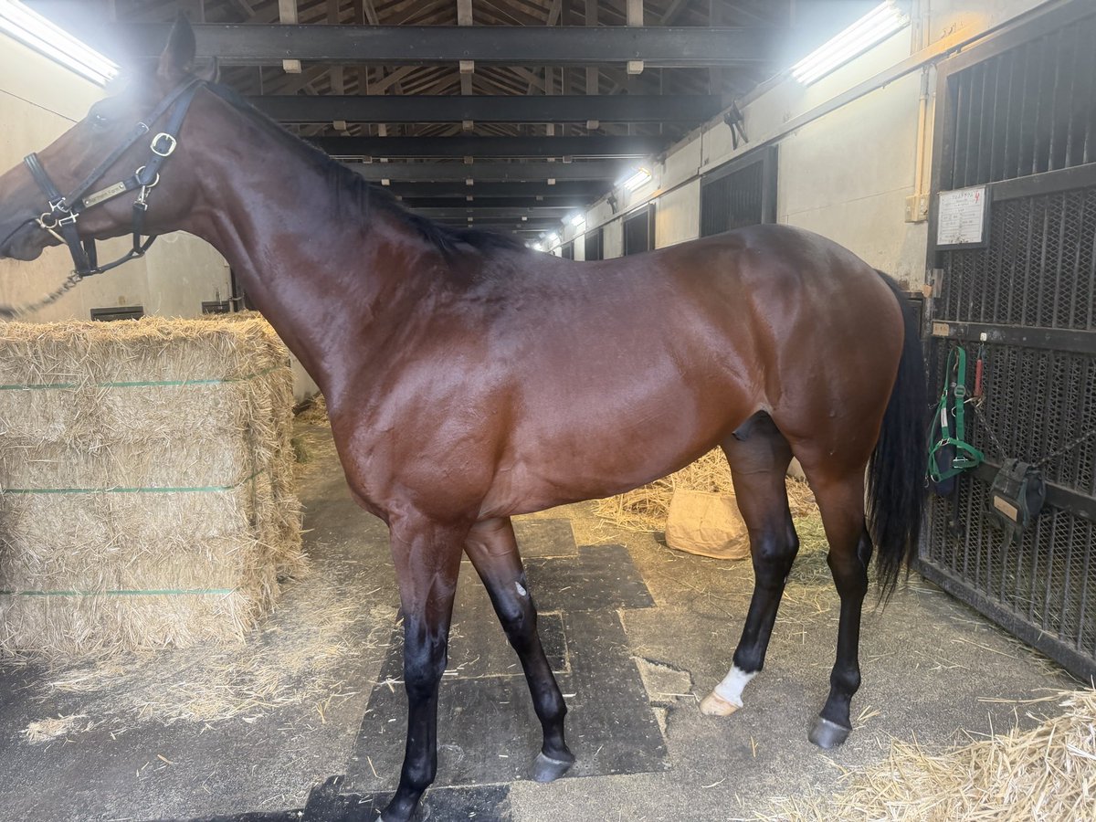 2178❣️ 瑪瑙 馬 唐馬 戦闘馬 et-coquine on X