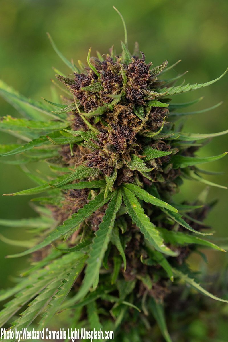 PotCultureMag's tweet photo. #CircleUp: Love your dog? Then this storyβs for you. The truth about getting pets high might hit harder than you think. Today at 10 AM CST. #PotCultureMagazine #CannabisCulture #AnimalWelfare #Cannabis #420Community #AnimalHealth #Pets #Health #Safety #StonerFam #Weedlife #Weed https://t.co/kPebk5ohLg