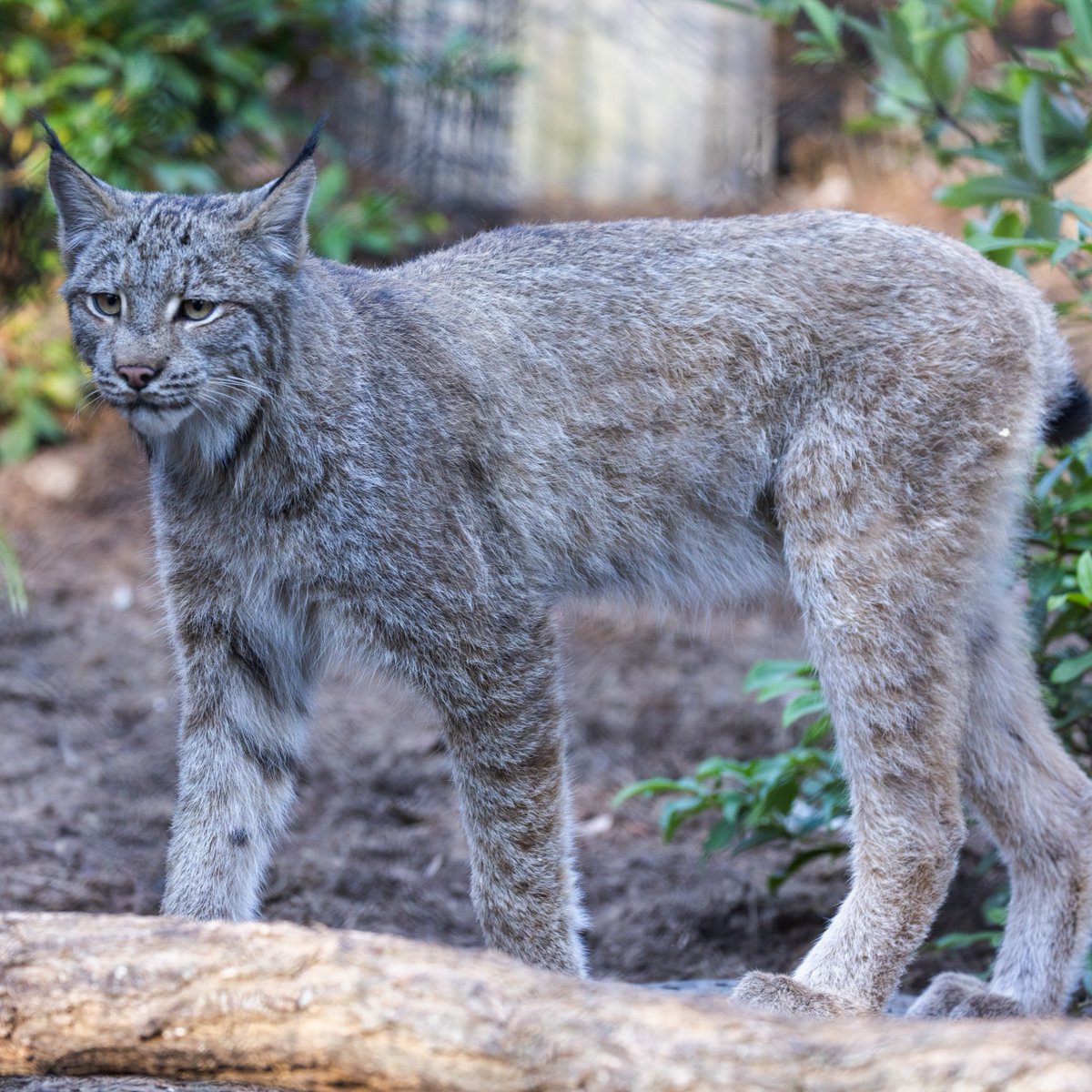 National Zoo tweet media