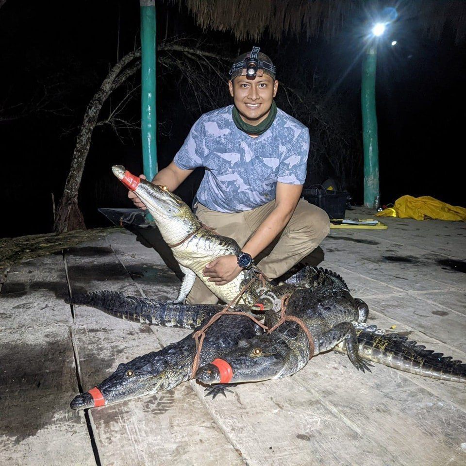 Crocodile Research and Management for Conservation tweet media