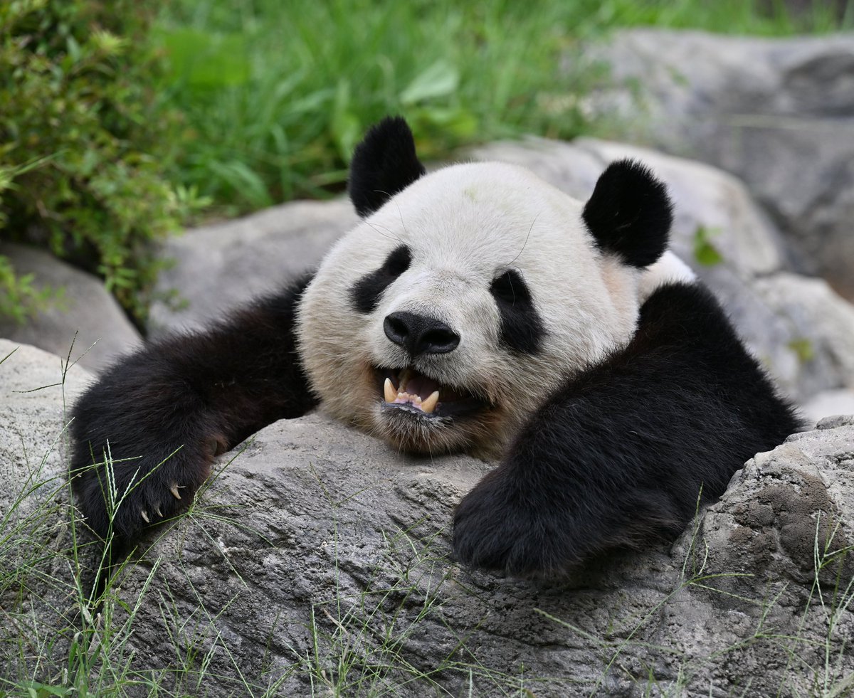 お風呂最高✨

#シャオシャオ #暁暁
20251007  上野動物園