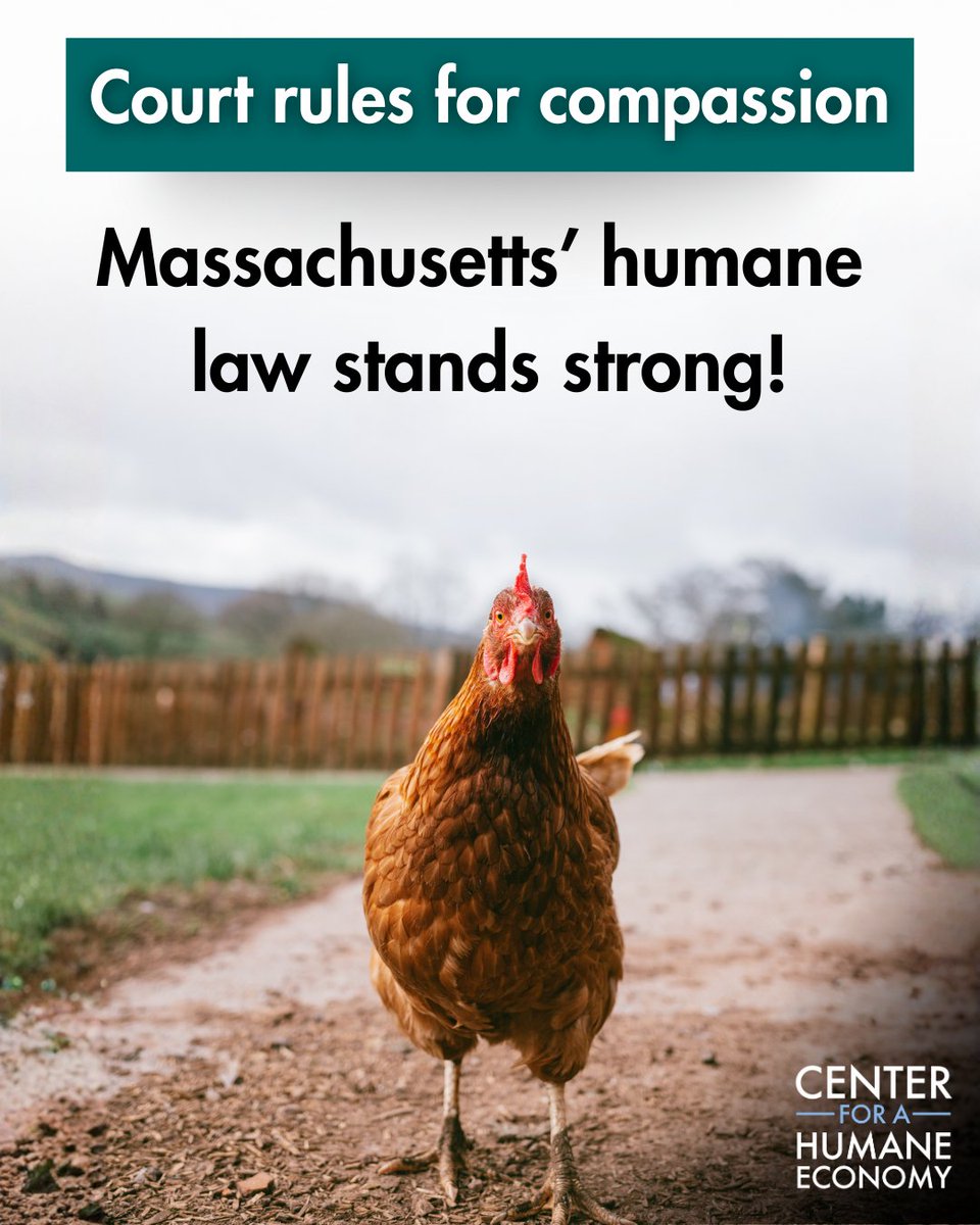 TheHumaneCenter's tweet photo. Big Pork lost again. 🐷💪
A federal court just upheld Massachusetts’ landmark farm animal welfare law — confirming that pigs deserve room to move and states can demand humane food standards.
#EndFactoryFarming #AnimalJustice #Prop12 #Question3 #HumaneEconomy https://t.co/xFGVNQz9bM