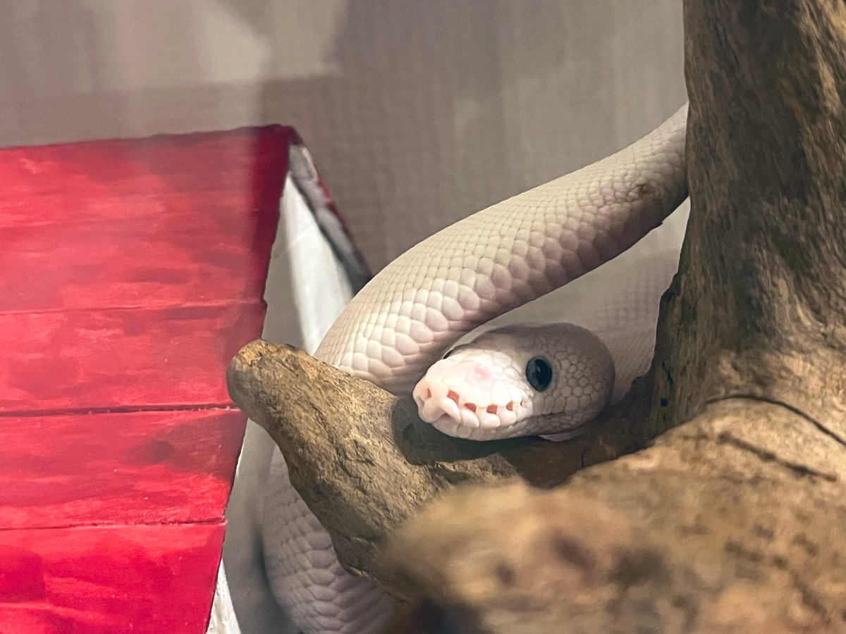 baaaaallpython's tweet image. くるりん