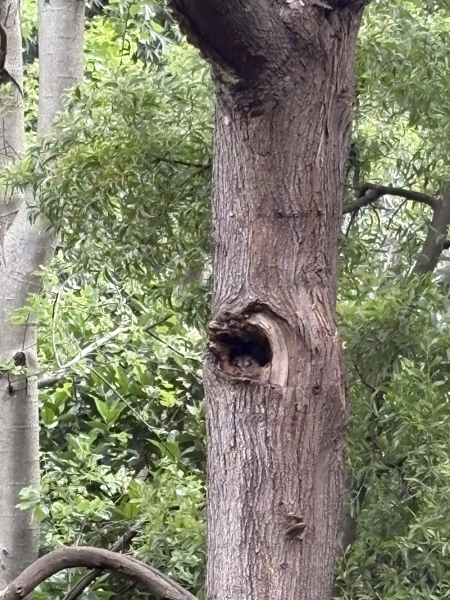 SquareLegOn's tweet photo. Smol brave owl saves tree from being felled, https://t.co/ANkb5XerK1