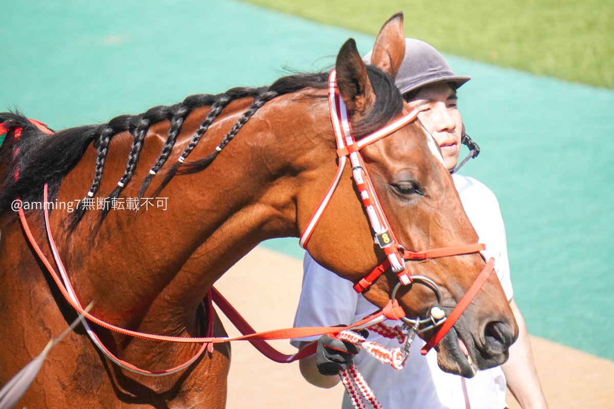 amming7's tweet image. ラヴェルちゃん引退とのことで、府中牝馬ステークスの時の写真を何点か。引退お疲れ様。素敵なママになってね。#ラヴェル #キタサンブラック産駒