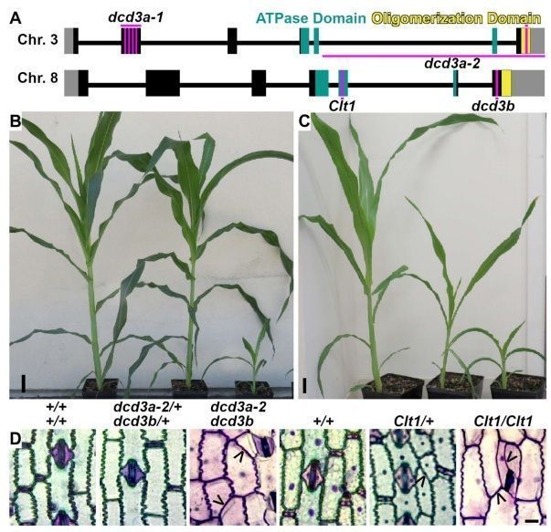 Plant Science tweet media