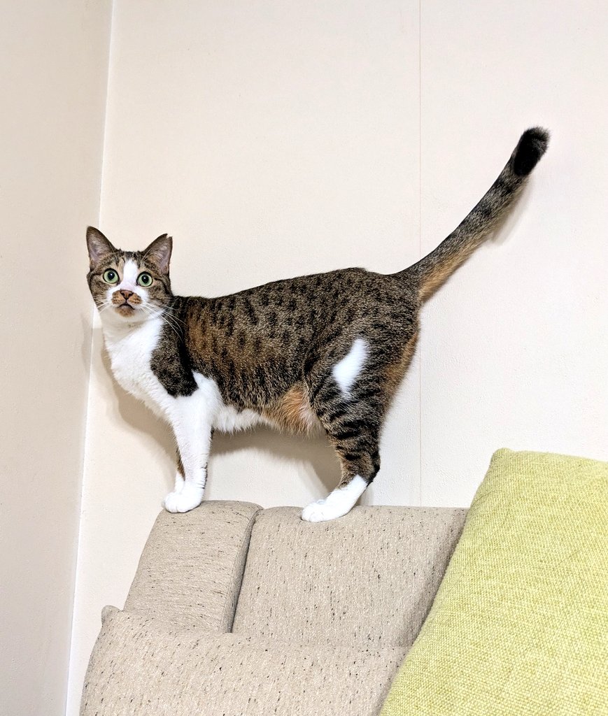 Nyaco_Robin's tweet photo. ロビンしっぽなが～い。
#キジ白 #美人猫 https://t.co/JxFD5CP5nM